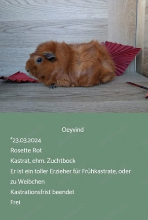 Kastrat Meerschweinchen US Teddy Rosetten  Bild 2