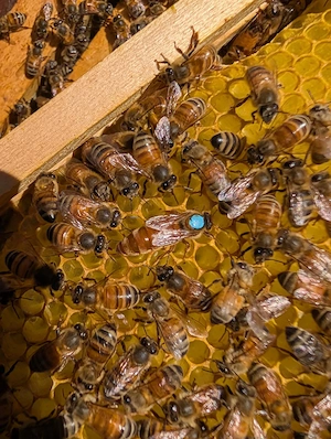 Buckfast und Carnica Bienenvölker abzugeben Königin aus 2025