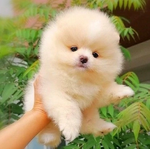 Wir haben 7 Schöne Pommern Welpen