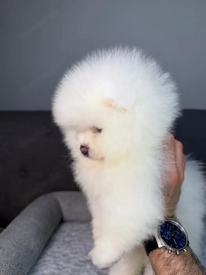 Dieser süße Pomeranian-Welpe