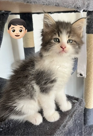 XXL Maine Coon Babys