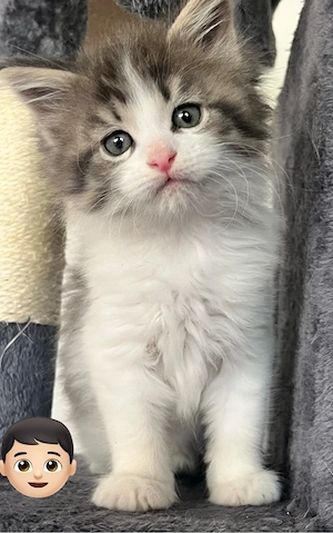 XXL Maine Coon Babys