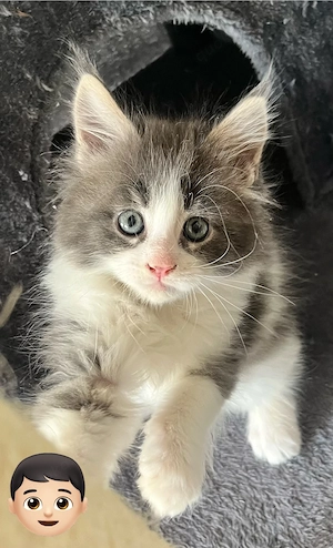 XXL Maine Coon Babys