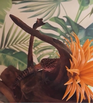 Leopadengecko Männlich