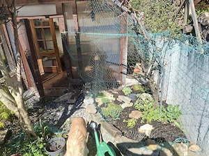 Suche Maurische Landschildkröten 