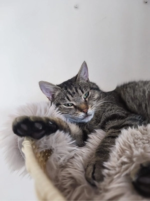 mega liebe 2-jährige katze , kastriert