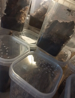 caribena versicolor nachzuchten