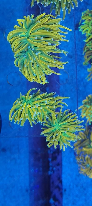 Euphyllia Banana Holy Grail Koralle