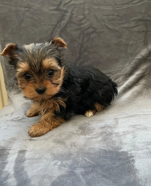 Reinrassige Mini-Yorkshire Terrier Welpen suchen ein liebevolles Zuhause 