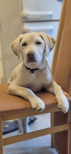 Aussiedor Champagner Mädchen 