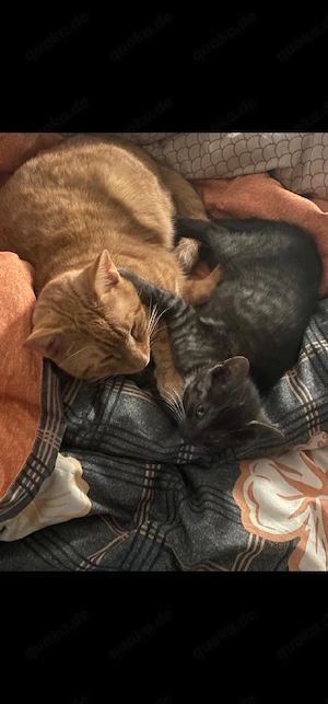 Zwei Liebevoller Kater    