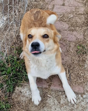 Nele, sanftes Wesen sucht ihre Menschen 