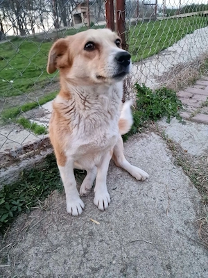 Nele, sanftes Wesen sucht ihre Menschen 