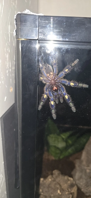 blaue ornament vogelspinne Poecilotheria Matelicca 