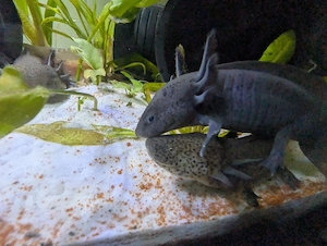 Axolotl nachzuchten diverse farben 