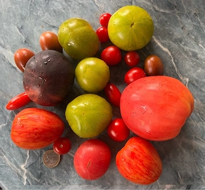 Tomatensamen und Pflanzen verschiedene Sorten  Bild 10