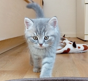 Wunderschöne Britisch Kurzhaar Kitten (geb. am 08.02.) suchen ein liebevolles Zuhause.