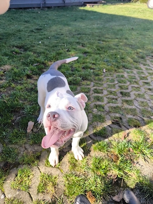 American Bully Hündin 