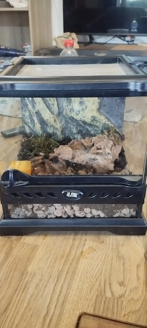 20x20x20 Exo Terra mit Brachypelma Boehmei 0.0.1
