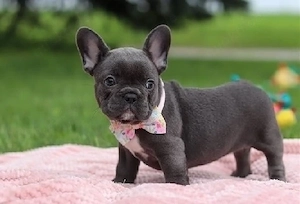 Freundliche Französische  Bild 2