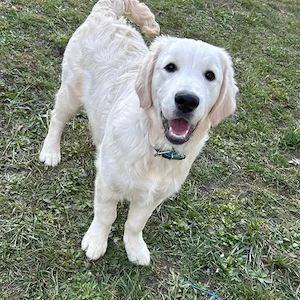Golden Retriever 