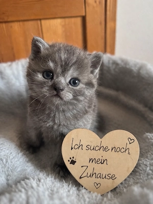 Britisch Kurzhaar sucht sein Zuhause 