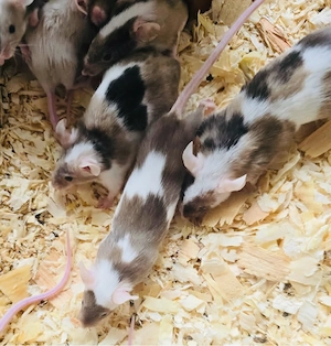 junge Farbmäuse in ein bis mehrfarbig. 