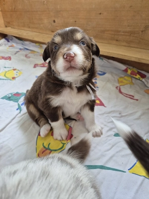 Australian Shepherd Welpen mit ASCA Papieren