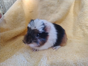 Meerschweinchen Weibchen Jungtiere 