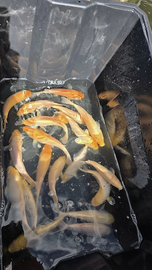 Konishi Nachzuchten Karashi 