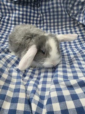 Junge Zwergwidder abzugeben. 