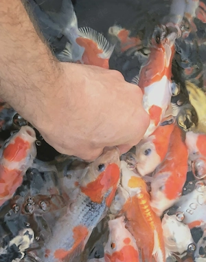Koi Nachzuchten zahm