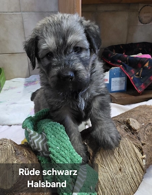 Bouvier des Flandres Welpen 