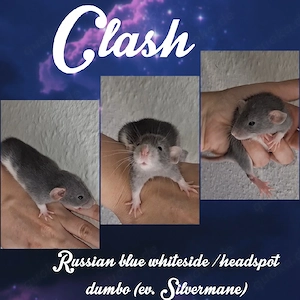 3 süße Rattenjungs auf Kuschelsuche