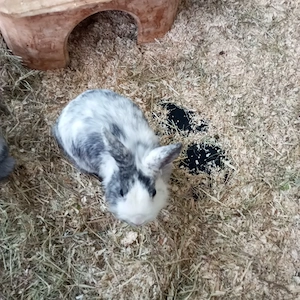Zwergkaninchen  zwei jungs