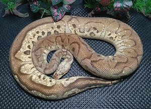 1.0 Pastel Vanilla Yellow Belly Clown 