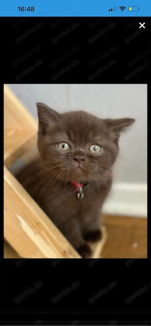 BKH wurfankündigung  chocolate  und lilac