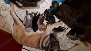 mischlingswelpen belgischer Schäferhund 