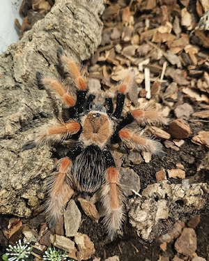 Brachypelma Boehmei 