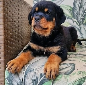 Ausgebildete Rottweilerwelpen