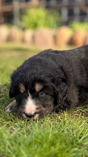 Traumhafte "Sanfte Riesen": Großer Schweizer Sennenhund x Pyrenäen Berghund Welpen