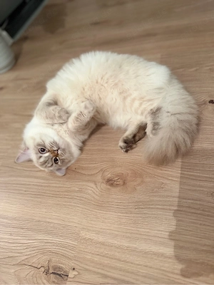ragdoll deckkater mädchen 