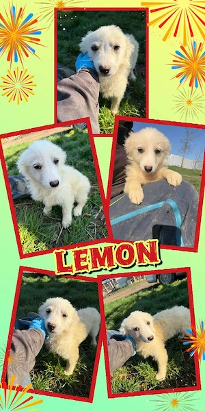 zuckersüßer Welpenjunge "Lemon" sucht ein liebevolles Zuhause 
