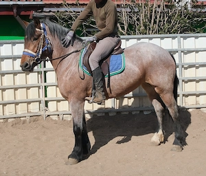 Kaltblutstute Jagoda