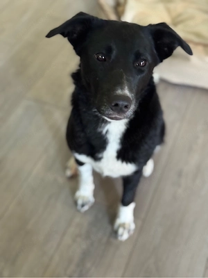 gloria ist eine liebe 1-jährige hündin auf der pfkegestellle in 86554 