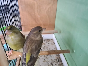 Stieglitz Grünfink Pärchen 