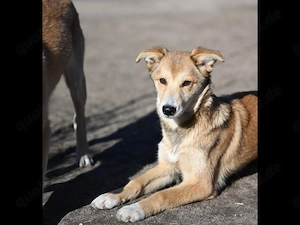  Kannst du mir ein liebevolles Zuhause geben?