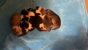 Britische Kurzhaar Kitten in liebevolle Hände abzugeben 