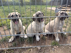 Reinrassige Kangal welpen