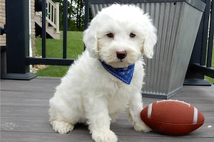 Wunderschöne Goldendoodle-Welpen